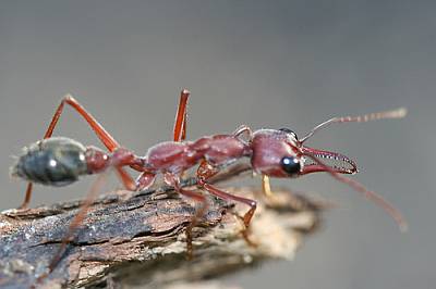Bull-ant