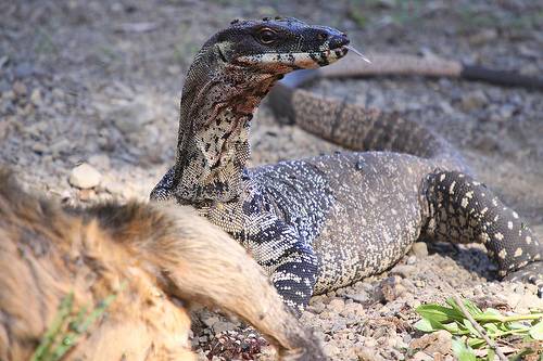 Goanna