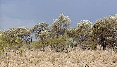 Saltbush