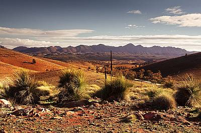 Spinifex grass